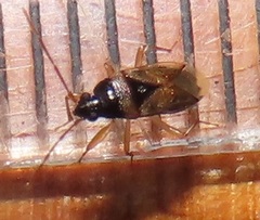 Stilbocoris