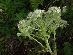Pleurospermum austriacum