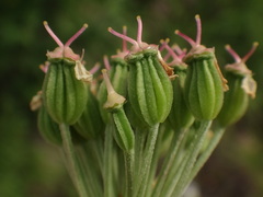Pleurospermum austriacum