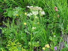 Pleurospermum austriacum