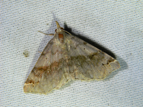 Six-spotted Gray