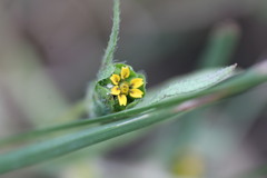 Melampodium strigosum