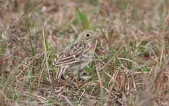 Anthus spragueii