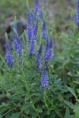 Veronica porphyriana