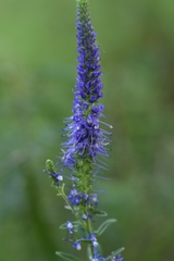 Veronica porphyriana