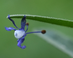 Veronica porphyriana