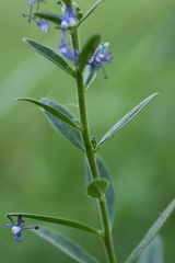 Veronica porphyriana