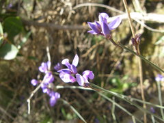 Polygala microphylla