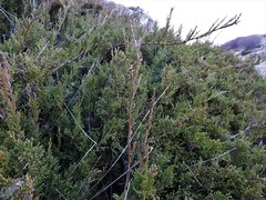 Juniperus sabina balkanensis