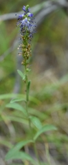 Veronica spicata