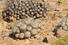 Copiapoa dealbata