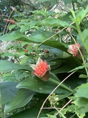 Scadoxus membranaceus