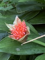 Scadoxus membranaceus