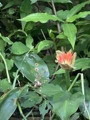 Scadoxus membranaceus