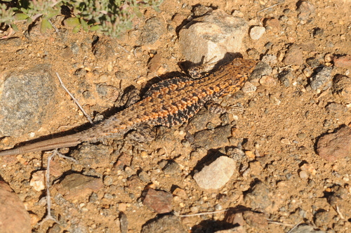 Liolaemus platei