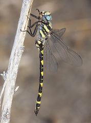 Cordulegaster dorsalis