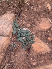 Brachystelma pulchellum