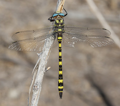 Cordulegaster dorsalis