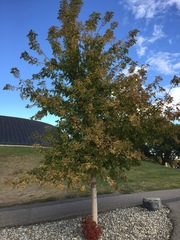 Acer negundo negundo