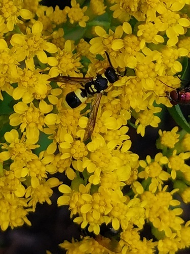 European tube wasp photo 5