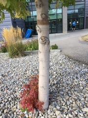 Acer negundo negundo