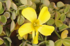 Oxalis gigantea