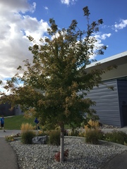 Acer negundo negundo