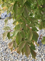 Acer negundo negundo