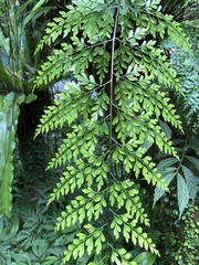 Asplenium neolaserpitiifolium