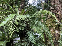 Asplenium neolaserpitiifolium