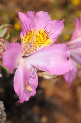 Alstroemeria violacea