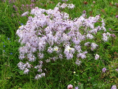 Dianthus superbus alpestris