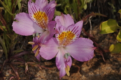 Alstroemeria violacea