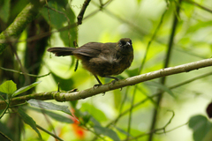 Mitrospingus cassinii