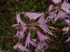 Dianthus superbus alpestris