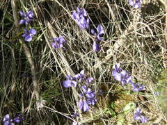 Polygala microphylla