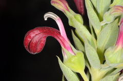 Lobelia tupa