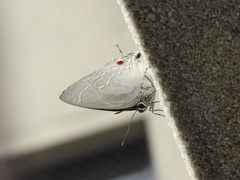 Strephonota ambrax