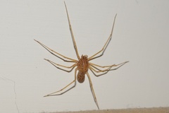 Scytodes
