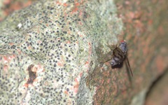 Palloptera umbellatarum