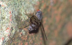 Palloptera umbellatarum