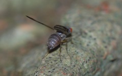 Palloptera umbellatarum