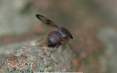 Palloptera umbellatarum