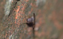 Palloptera umbellatarum