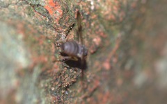 Palloptera umbellatarum