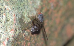 Palloptera umbellatarum