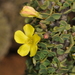 Giant Oxalis - Photo (c) aacocucci, some rights reserved (CC BY-NC), uploaded by aacocucci