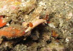 Hypselodoris whitei