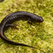 Carolina Swamp Dusky Salamander - Photo (c) Jake Zadik, some rights reserved (CC BY-NC), uploaded by Jake Zadik