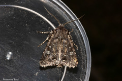 Ichneutica lithias